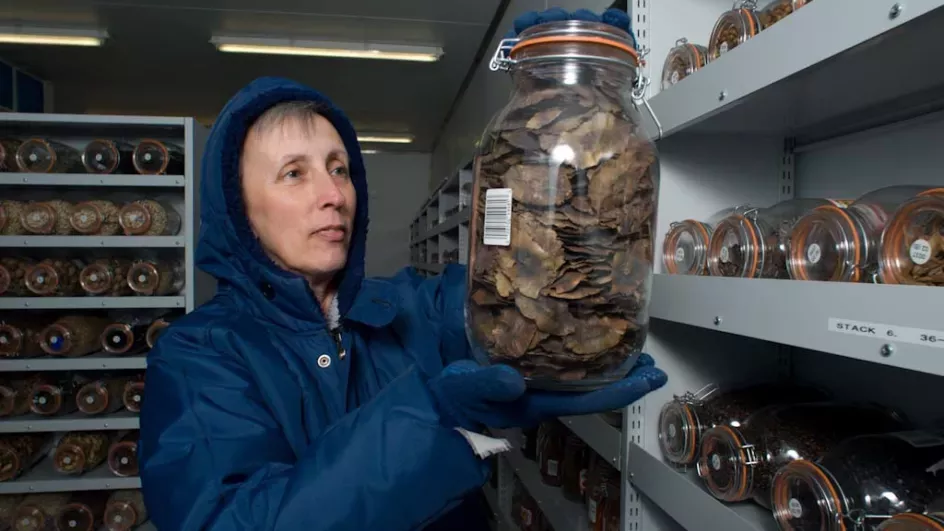 Researcher in the MSB cold rooms holding a jar of seeds