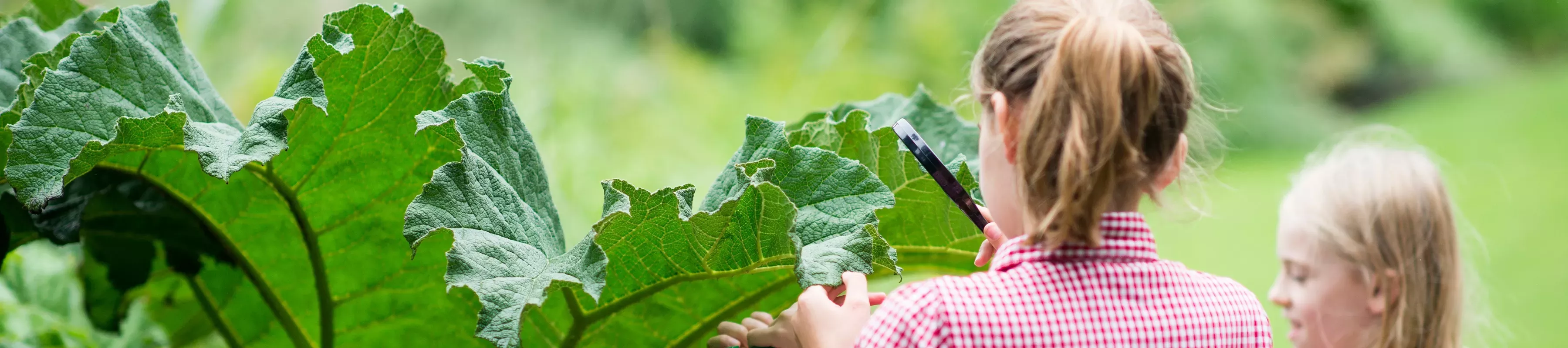 Two school children examining a leaf 