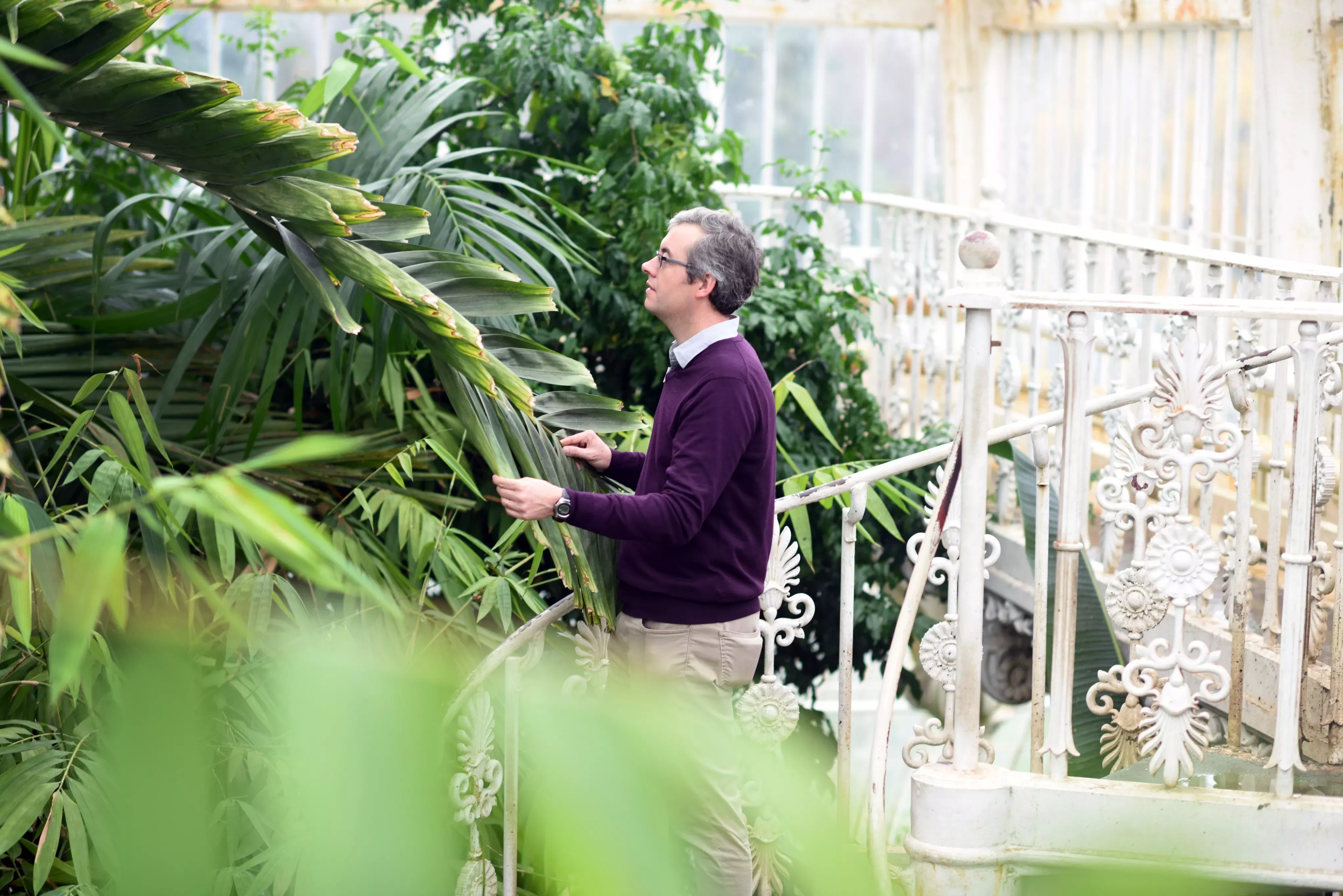 A visitor looks at the Temperate House from the spiral staircase