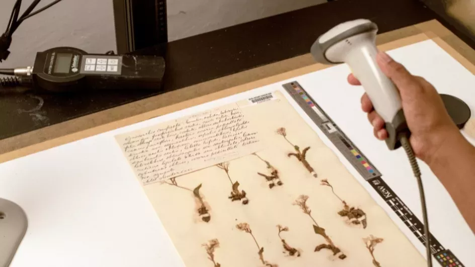 Person holds barcode scanner while imagining a herbarium specimen.