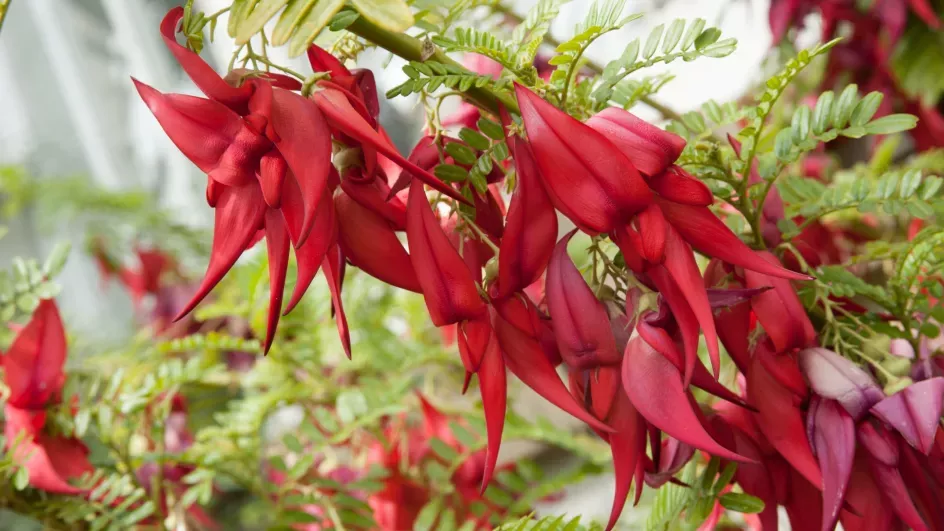 Kaka beak, Clianthus maximus