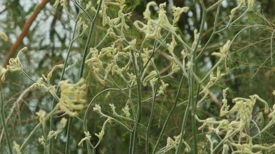 Kangaroo paw