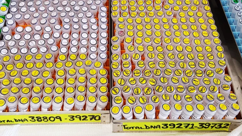 Many tubes of DNA 