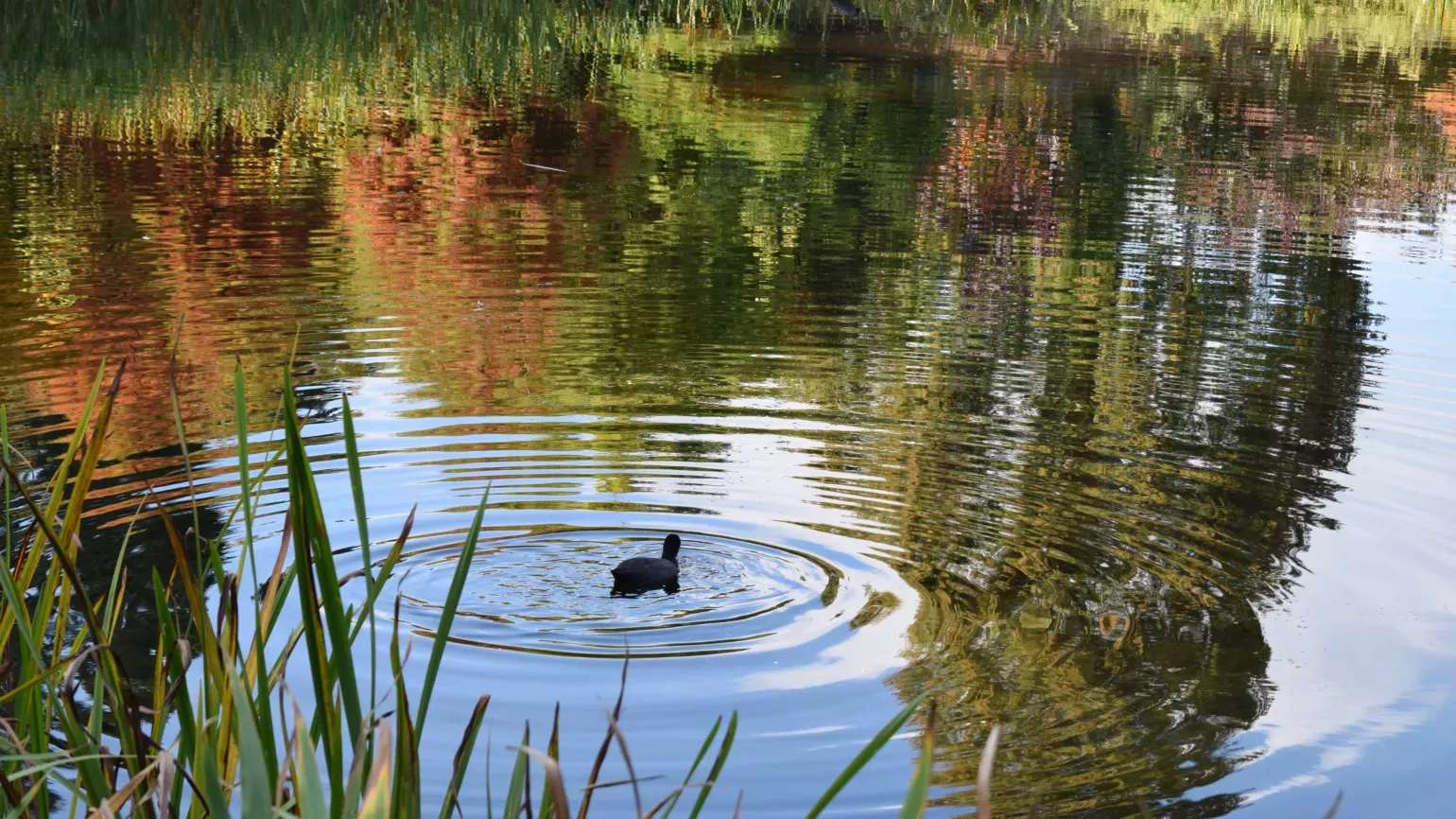 A peaceful view of the Lake reflecting autumn colours 