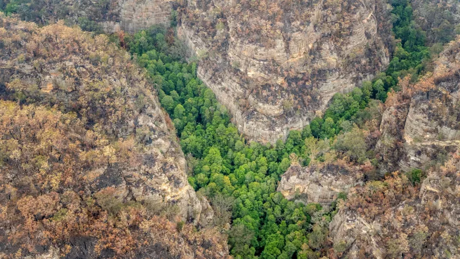 The last wild wollemi pines in the world in a remote gorge in Wollemi National Park, Australia