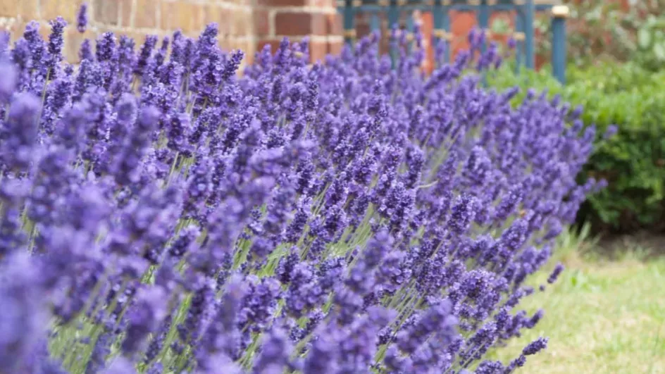 A long row of English lavender plants