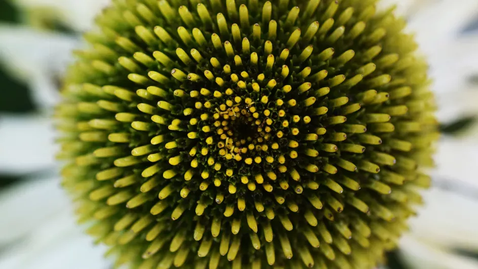 Macro shot of flower with white petals and circular centre - what is it?