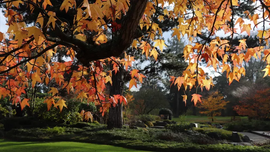 Autumn leaves near the Japanese Landscape