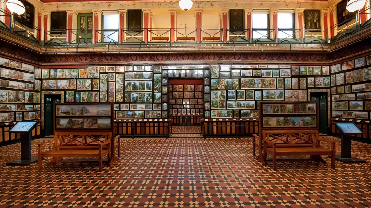 Botanical paintings lining the walls of a gallery