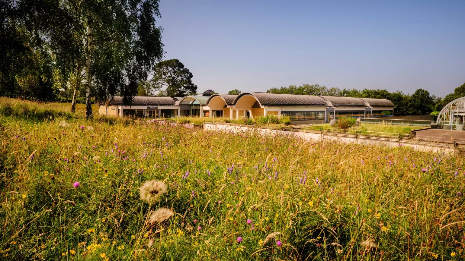 Millennium Seed Bank in summer with meadow flowers