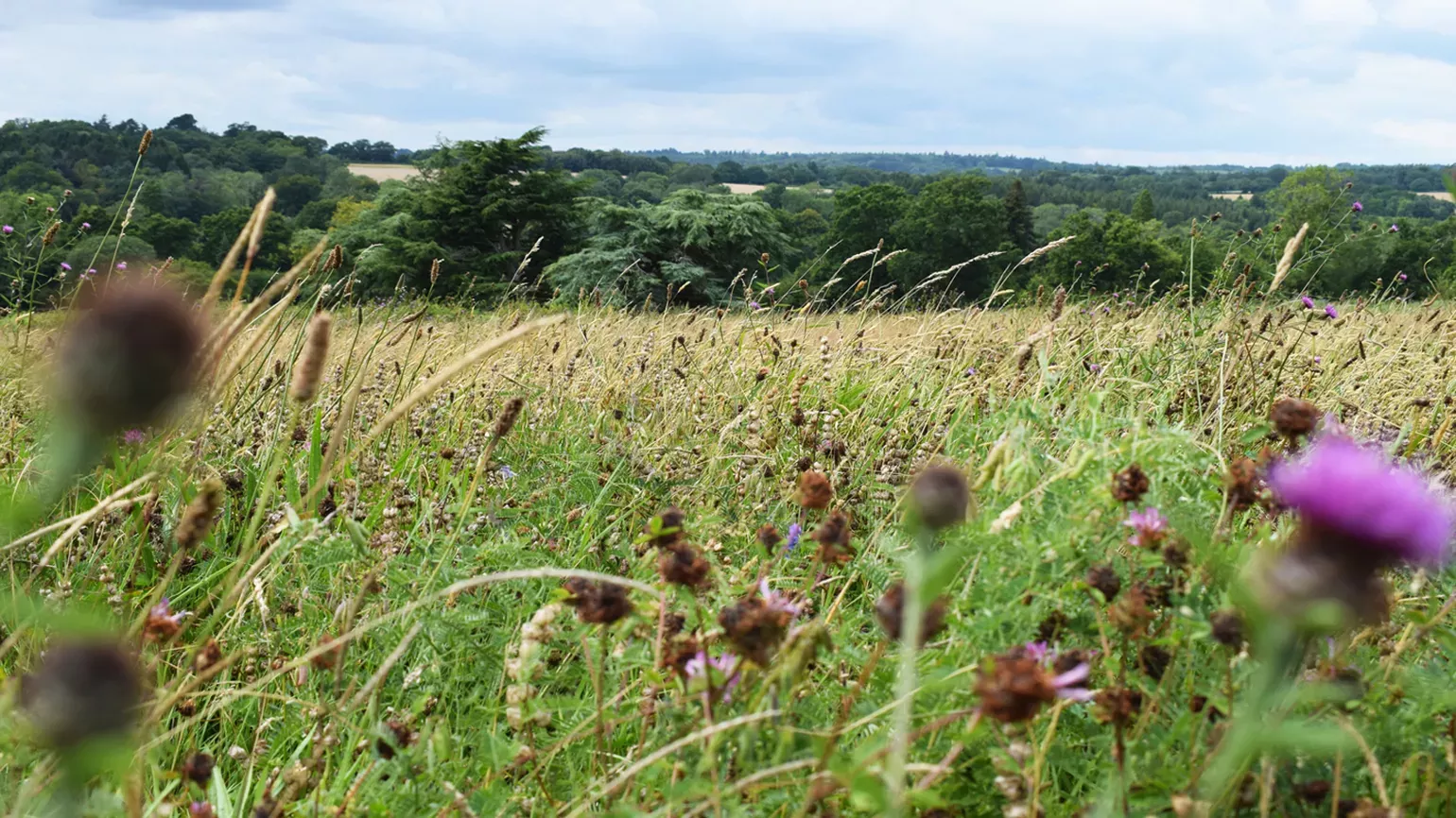 Coronation Meadow at Wakehurst 