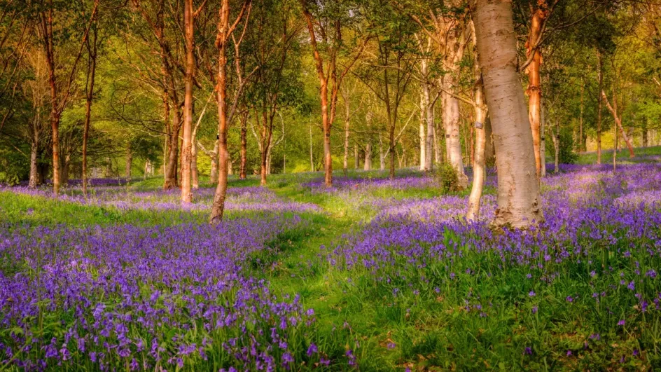 Bluebells  in Bethlehem wood, Wakehurst