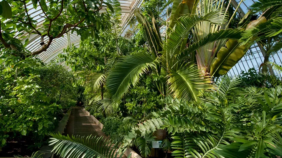 Interior of the Palm House