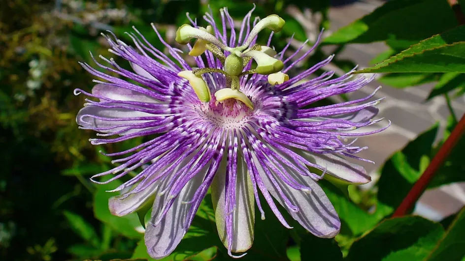 Showy, pale purple and white flowers