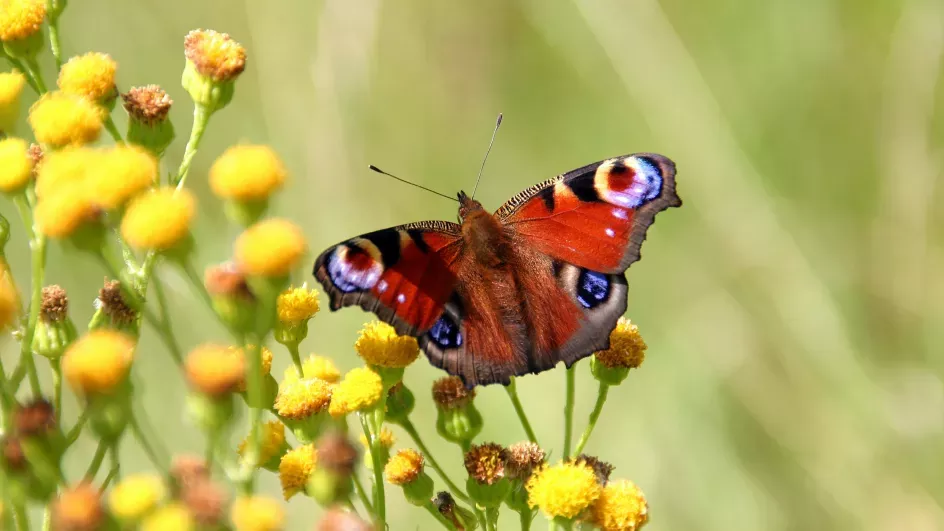 Peacock butterfly on yellow flowers