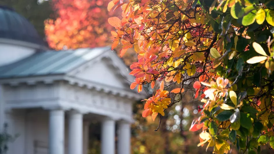 Autumn leaves of American smokewood (Cotinus obovatus) in front of Temple of Bellona at Kew Gardens