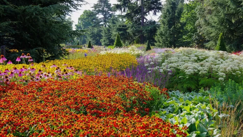 Late summer in the Great Board Walk Borders at Kew