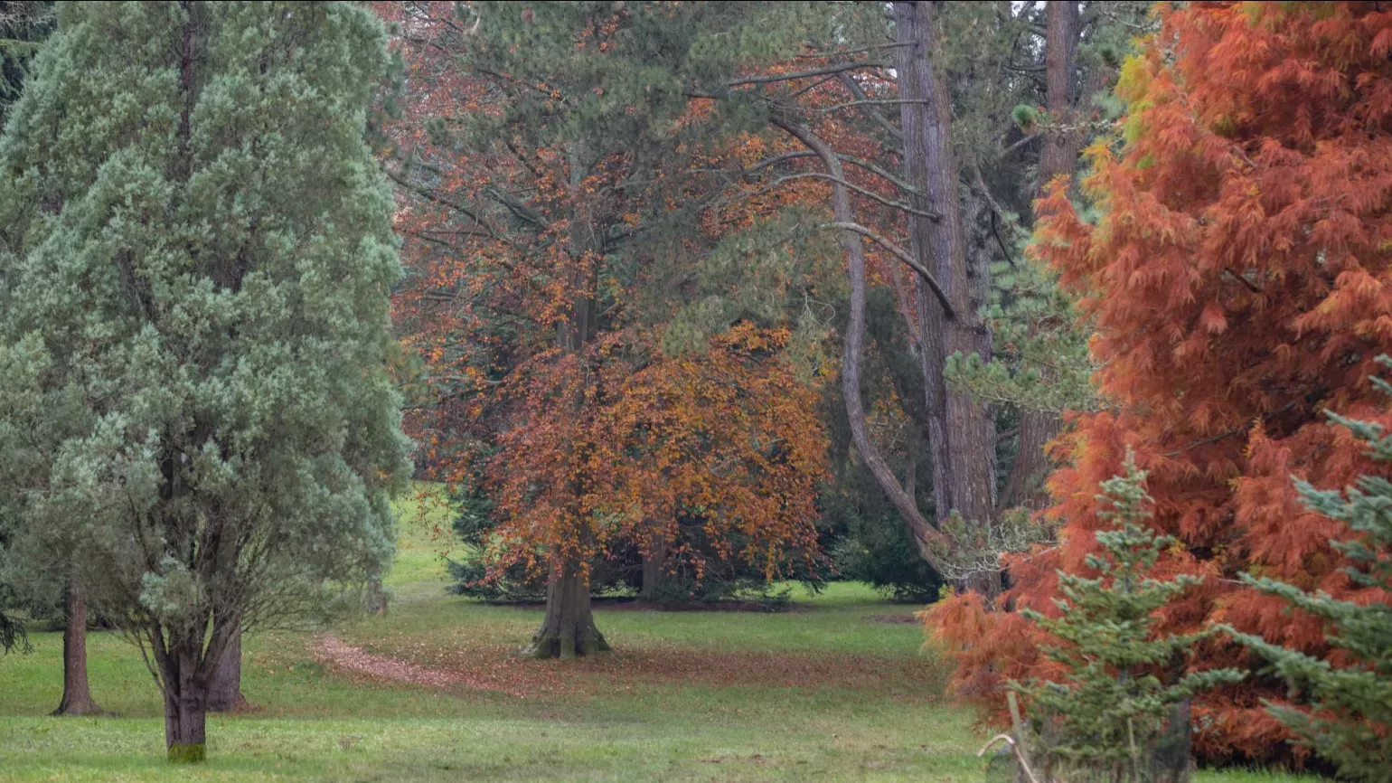 Several trees with brown and green leaves