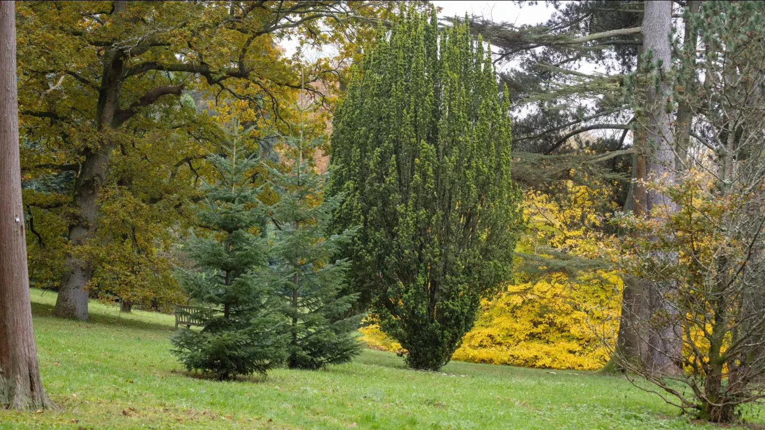 Two tall pine trees growing amongst other taller trees