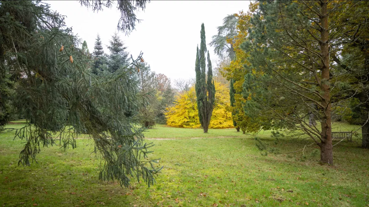 A thin pine tree standing amongst other, larger pine trees