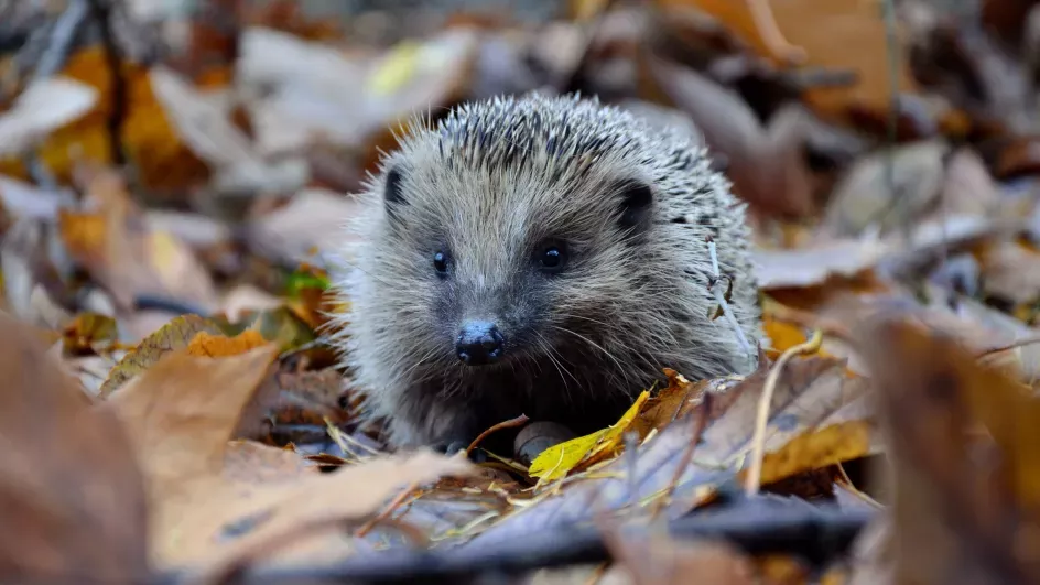 Hedgehog in a leaf pile