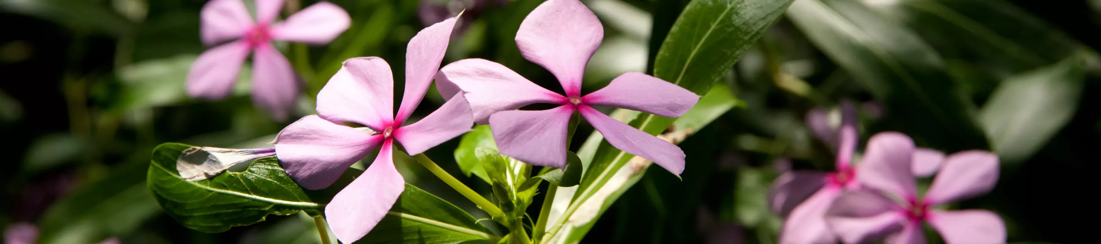 Madagascar periwinkle flowers 