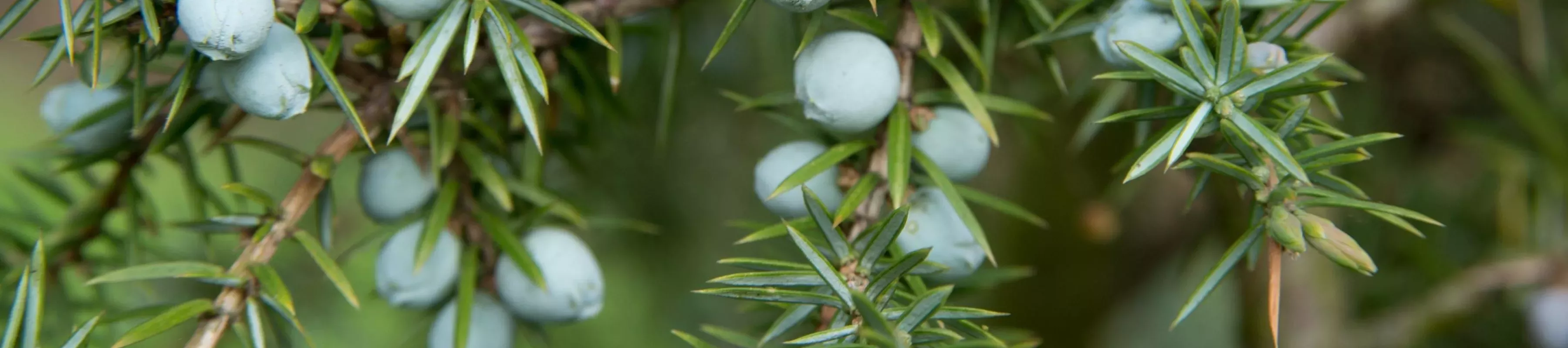 Juniper berries