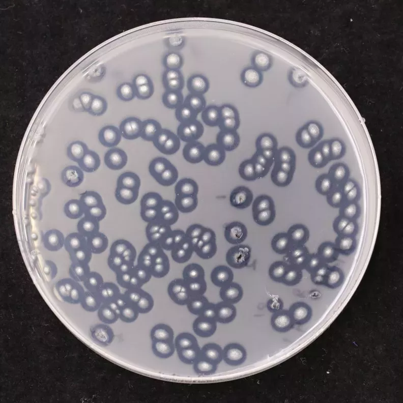 A petri dish contains multiple small white dots of fungus, each with a clear disk surrounding it where digestion of the surface is taking place