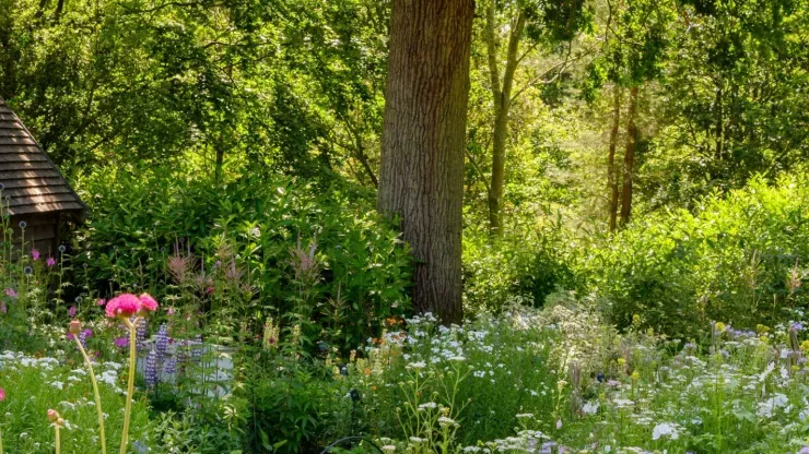 A garden filled with wildflowers