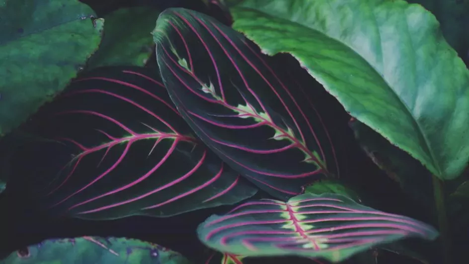 Prayer plant, Princess of Wales Conservatory 