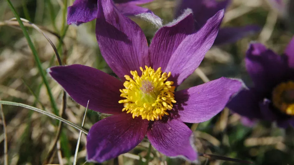 Purple flower with yellow centre