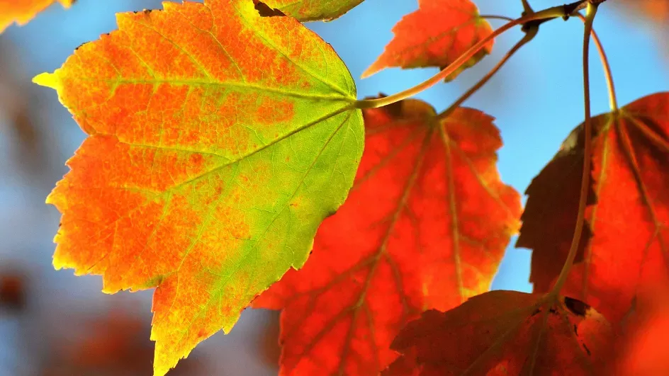 Close up of the autumnal leaves of red maple (Acer rubrum)