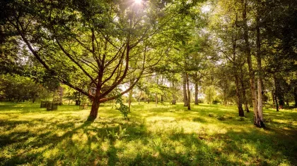 Sunlight peeking through the canopy onto the forest floor