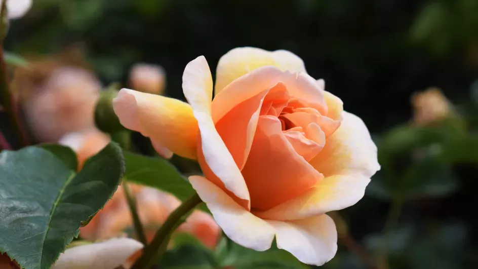 Rosa 'Port Sunlight', Rose Garden