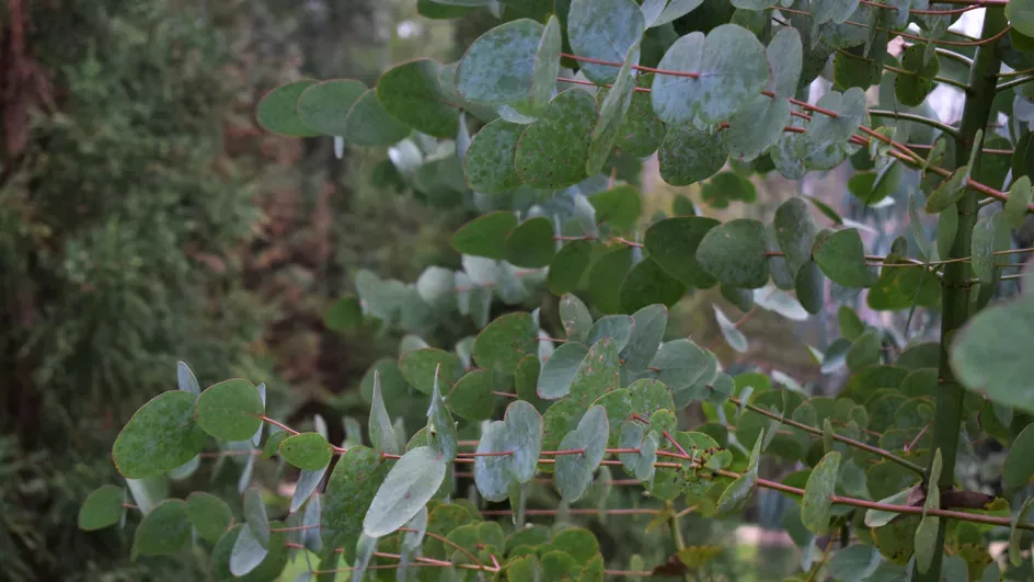 Eucalyptus in Coates Wood