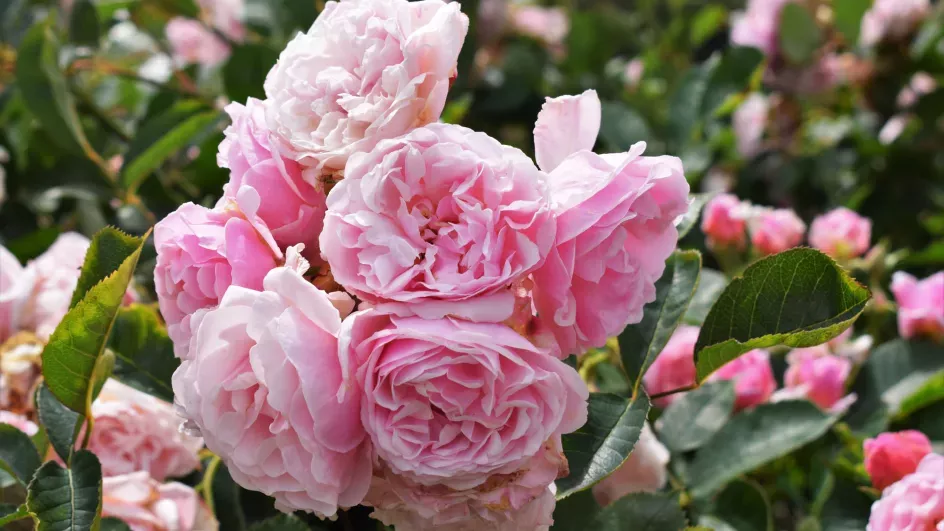 Rosa 'Felicia', Rose Garden