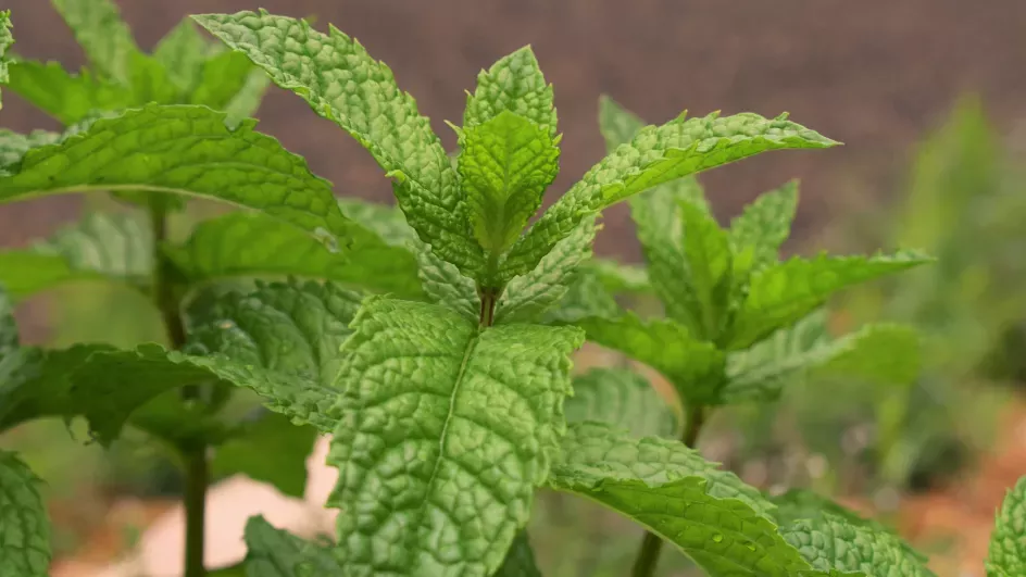 Mint in the Pavilion herb garden