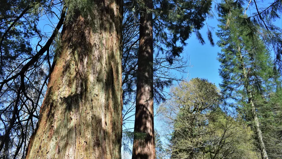 Redwoods, Horsebridge Wood, Wakehurst Ellen McHale/RBG Kew 