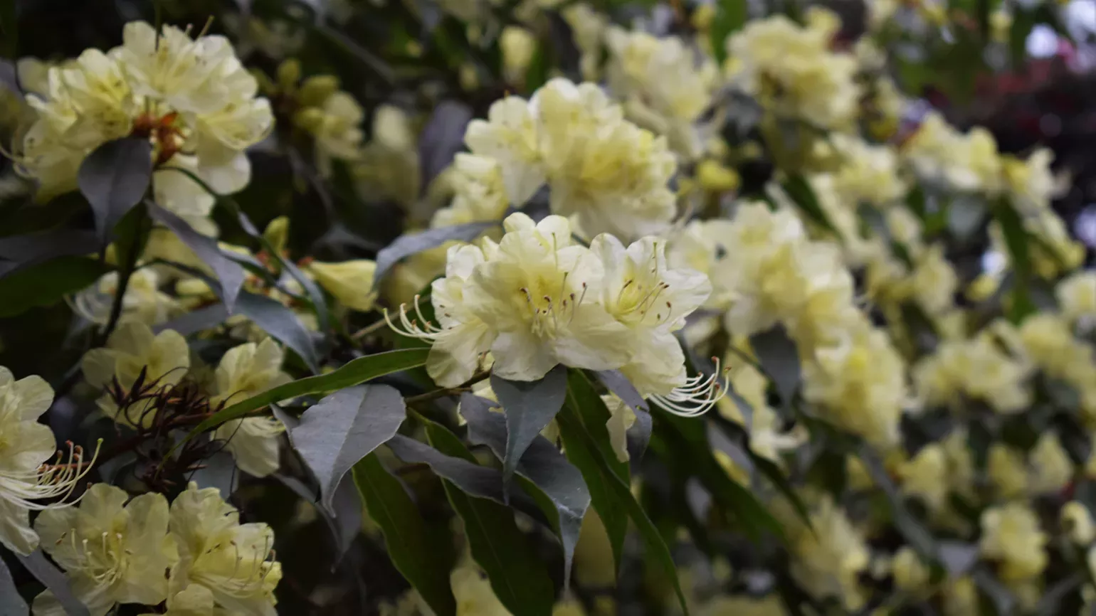 Flowers in the Himalayan Glade