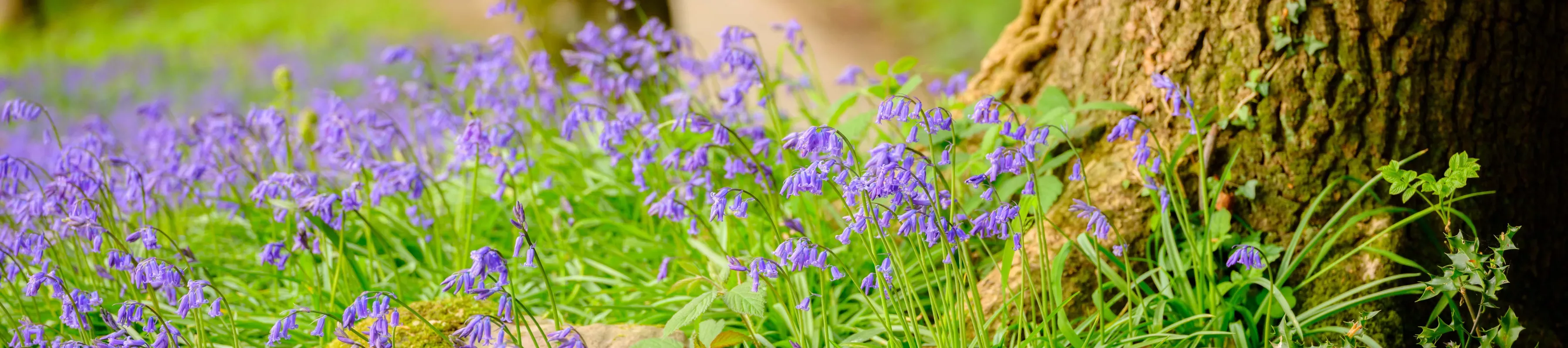 Bluebells, Bethlehem Wood, Wakehurst