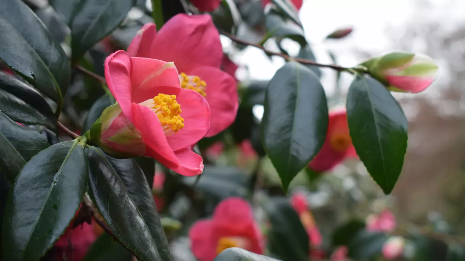 Close-up of bright pink rhododendron in the dell 