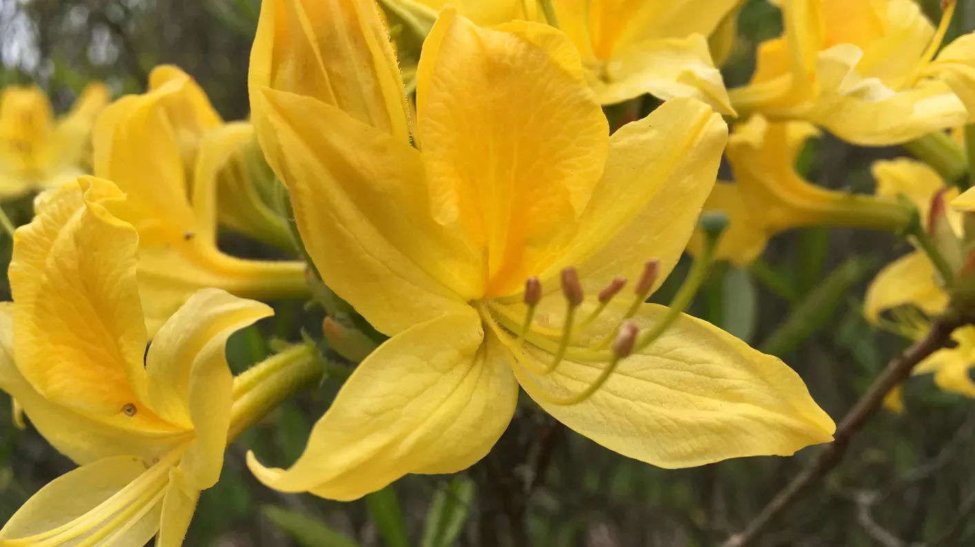 Rhododendron, RBG Kew