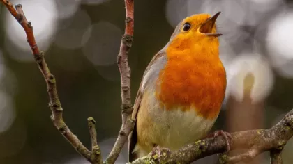 Robin singing in spring