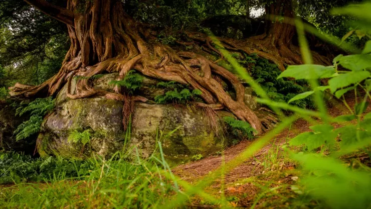 Rock Walk, Wakehurst 