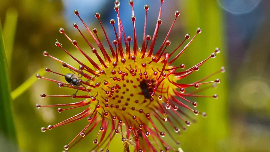 Round-leaved sundew (Drosera rotundifolia) with sticky red round leaves. 