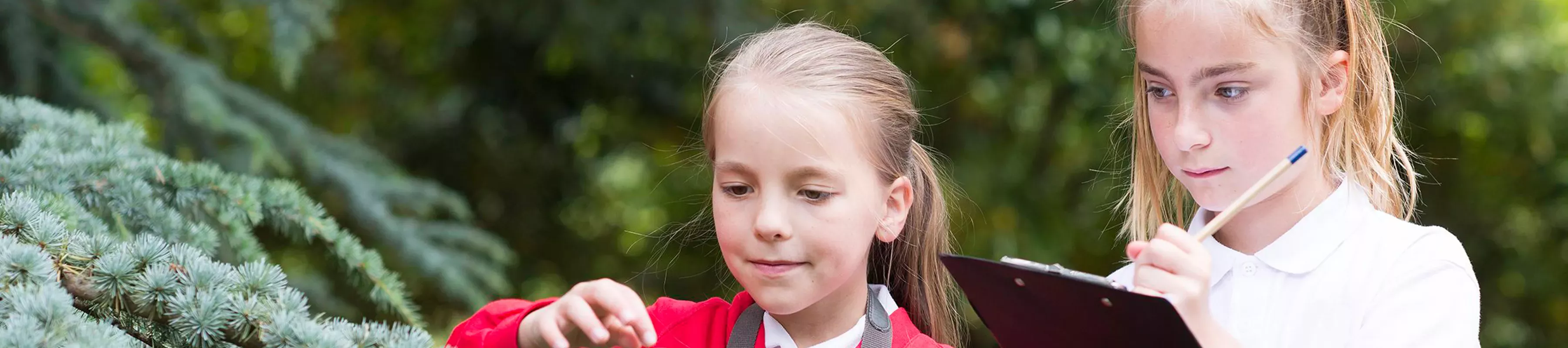 Students examine pine trees at Kew