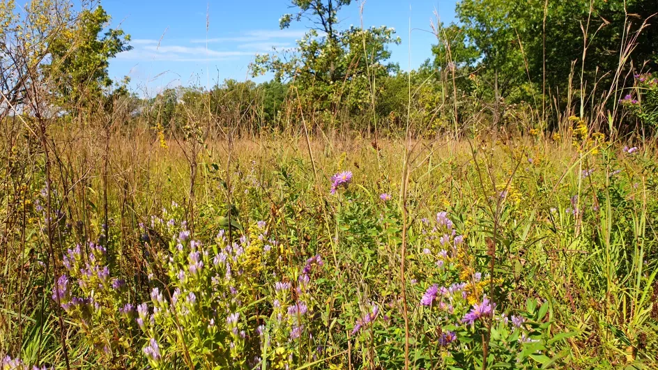 Schulenberg Prairie at The Morton Arboretum