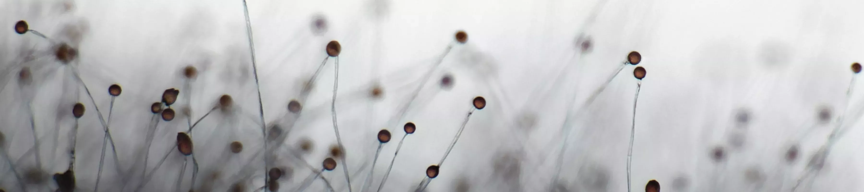 Macro close up of plants 