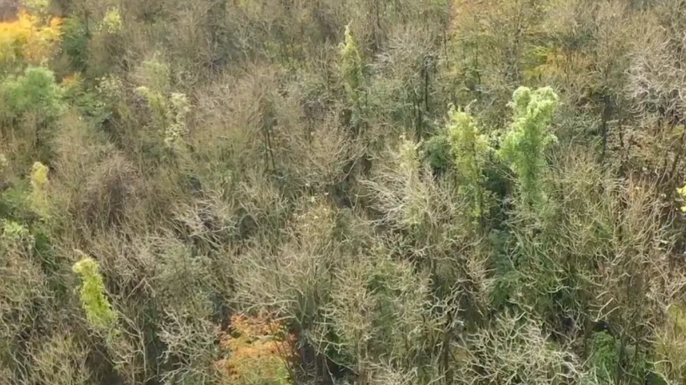 Aerial view of woodland in Sussex