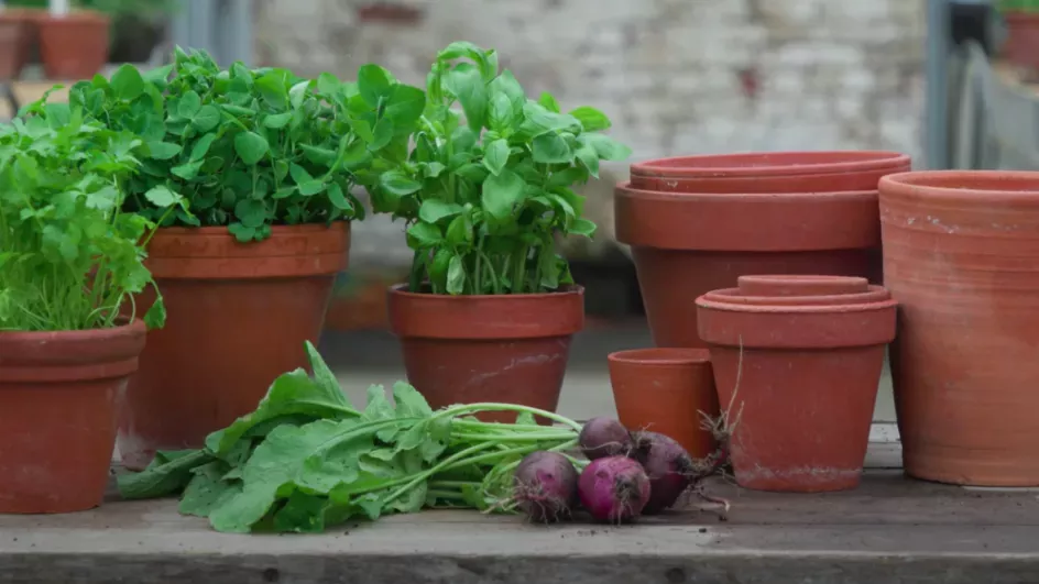 Herbs and vegetables